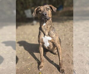 Jay - Male Mountain Cur-Unknown Mix Dog for Adoption - Photo #9