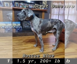 Father of the Great Dane puppies born on 09/06/2019