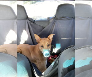 Mosby. - Female Border-Aussie Dog for Adoption - Photo #9