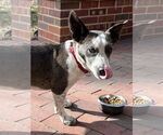 Small #7 Pembroke Welsh Corgi Mix