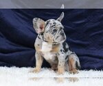 Small Photo #4 French Bulldog Puppy For Sale in GALENA, NV, USA
