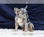 Small #3 French Bulldog