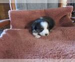 Small Photo #12 Australian Shepherd Puppy For Sale in AUBURN, IN, USA