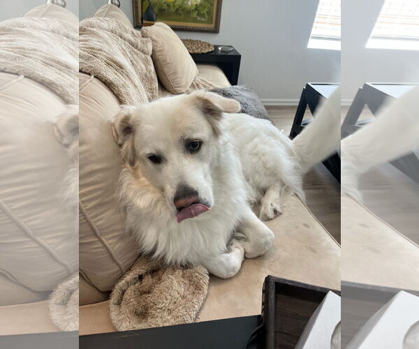 Medium Photo #3 Great Pyrenees Puppy For Sale in Houston, TX, USA