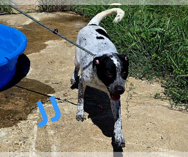 Medium Photo #2 Mutt Puppy For Sale in Jackson, MS, USA