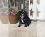 Puppy Willow Bernedoodle (Miniature)