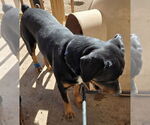 Small #7 Rottweiler