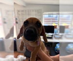 Small #4 Dachshund Mix