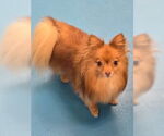 Small #4 Pomeranian Mix