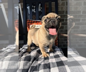 Pug Puppy for sale in GREENWOOD, IN, USA