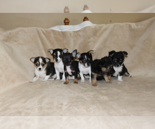 Medium Photo #1 Chihuahua Puppy For Sale in HUDSONVILLE, MI, USA
