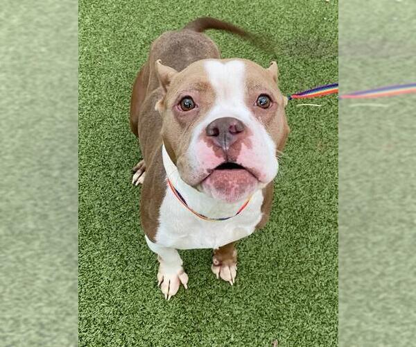 Medium Photo #1 Mutt Puppy For Sale in Fayetteville, NC, USA