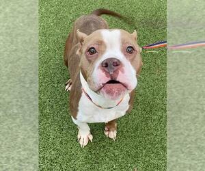 Mutt Dogs for adoption in Fayetteville, NC, USA