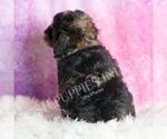 Small Photo #69 Poodle (Toy) Puppy For Sale in WARSAW, IN, USA