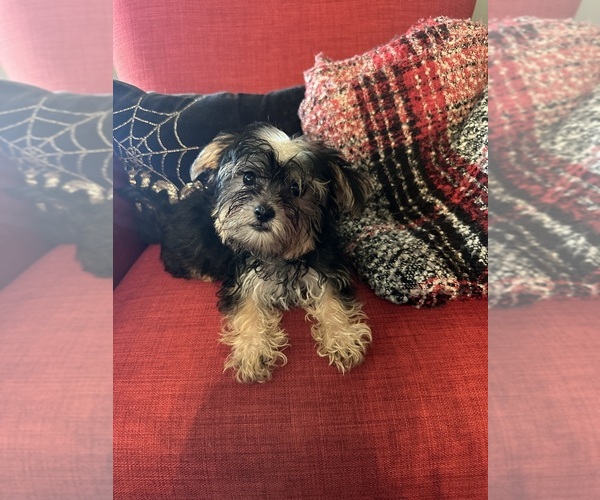 Medium Photo #1 Yorkshire Terrier Puppy For Sale in OAK PARK, MI, USA