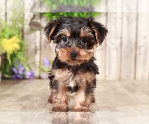 Yorkshire Terrier Puppy for sale in MOUNT VERNON, OH, USA