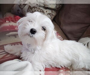 Maltese Dogs for adoption in St. Louis Park, MN, USA