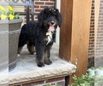 Small #6 Bernedoodle