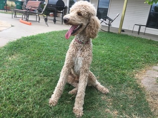 Poodle (Standard) Puppy for sale in KEMP, TX, USA