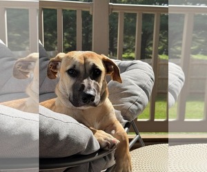 Kallie - Female Mutt Dog for Adoption - Photo #8