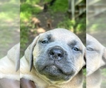 Small Photo #2 Cane Corso Puppy For Sale in UPPER MARLBORO, MD, USA