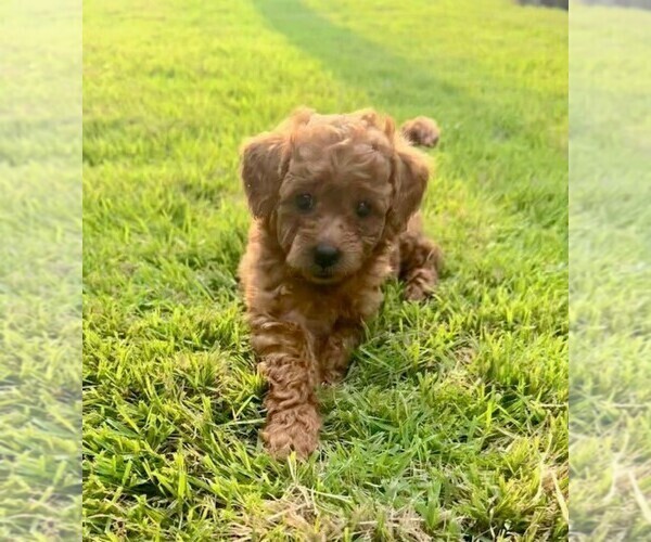 Medium Photo #1 Double Doodle Puppy For Sale in LAGRANGE, GA, USA