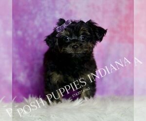 Medium Yorkipoo