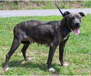 Mutt Dogs for adoption in Prattville, AL, USA