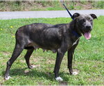 Small #2 Mutt