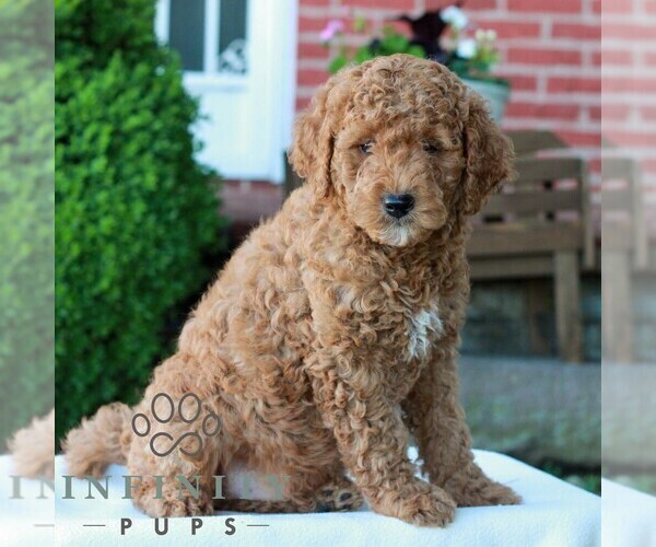 Medium Photo #4 Goldendoodle (Miniature) Puppy For Sale in LITITZ, PA, USA
