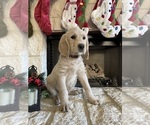 Puppy Red Labradoodle