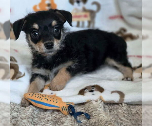 Medium Photo #4 Chiweenie Puppy For Sale in Chino Hills, CA, USA