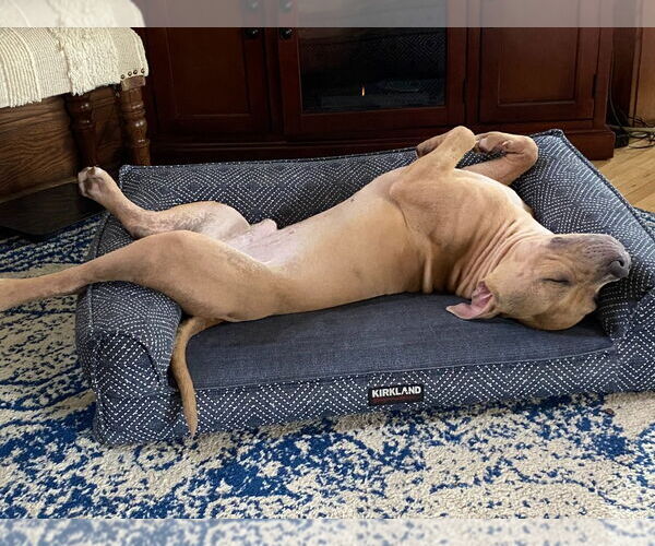 Medium Photo #2 American Pit Bull Terrier Puppy For Sale in Minneapolis, MN, USA