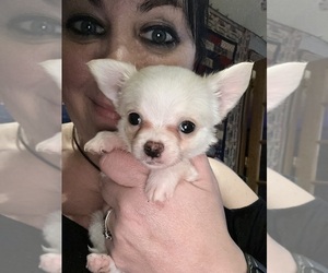 Chihuahua Puppy for sale in NEW BEDFORD, MA, USA