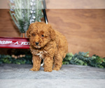 Small Photo #9 Poodle (Miniature) Puppy For Sale in WOLCOTTVILLE, IN, USA