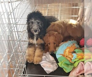 Golden Mountain Doodle Puppy for sale in CO SPGS, CO, USA