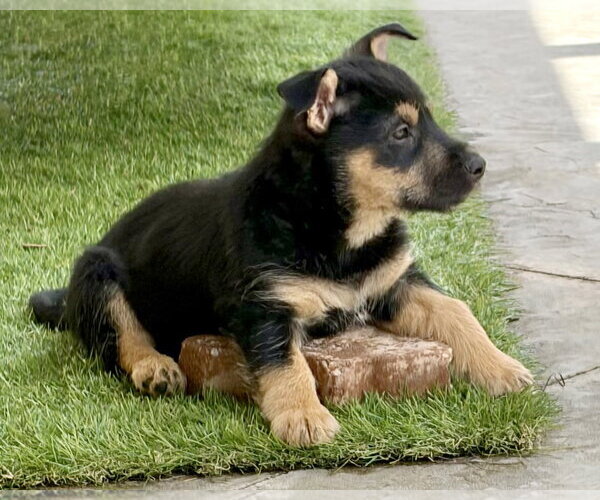 Medium Photo #8 Mutt Puppy For Sale in Corona, CA, USA