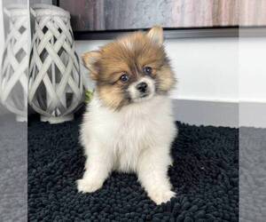 Pomeranian Puppy for sale in FRANKLIN, IN, USA