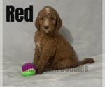 Small Photo #8 Goldendoodle Puppy For Sale in HOMEDALE, ID, USA