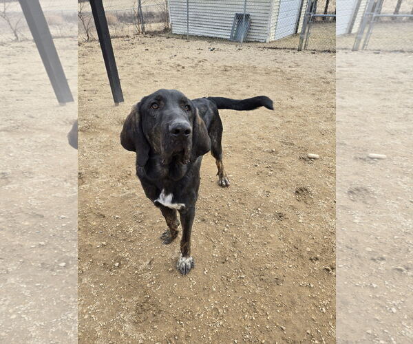 Medium Photo #2 Black and Tan Coonhound-Mastiff Mix Puppy For Sale in Maquoketa, IA, USA
