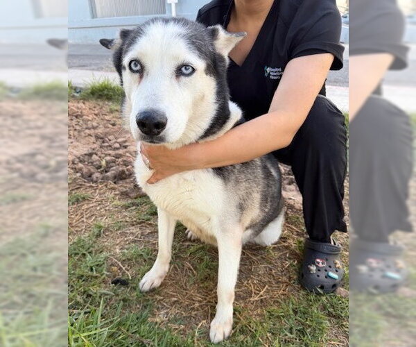 Medium Photo #2 Siberian Husky Puppy For Sale in Oceanside, CA, USA