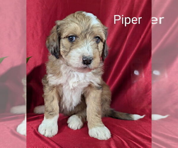 Medium Photo #9 Bernedoodle Puppy For Sale in CANON CITY, CO, USA