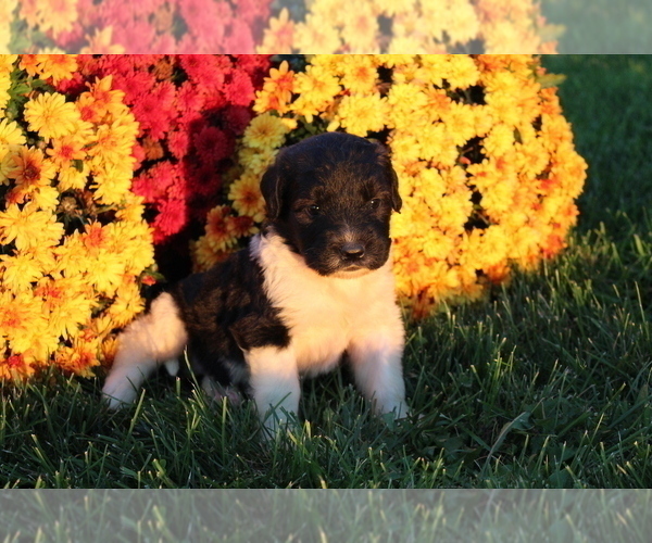 Medium Photo #4 Saint Berdoodle Puppy For Sale in EVART, MI, USA