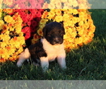 Small Photo #4 Saint Berdoodle Puppy For Sale in EVART, MI, USA