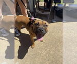 Small #8 Boxer Mix