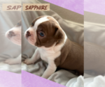 Small #3 Boston Terrier