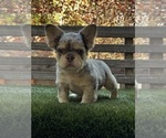 Puppy Sparki French Bulldog