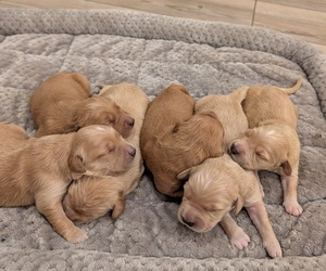 English Cream Golden Retriever Puppy for sale in SACRAMENTO, CA, USA
