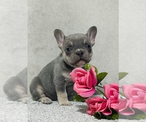French Bulldog Puppy for sale in STRASBURG, OH, USA
