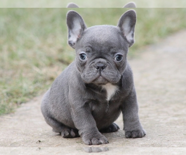 Medium Photo #2 French Bulldog Puppy For Sale in SILVER SPRING, MD, USA